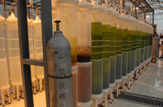 石家莊煉化二氧化碳養殖微藻裝置