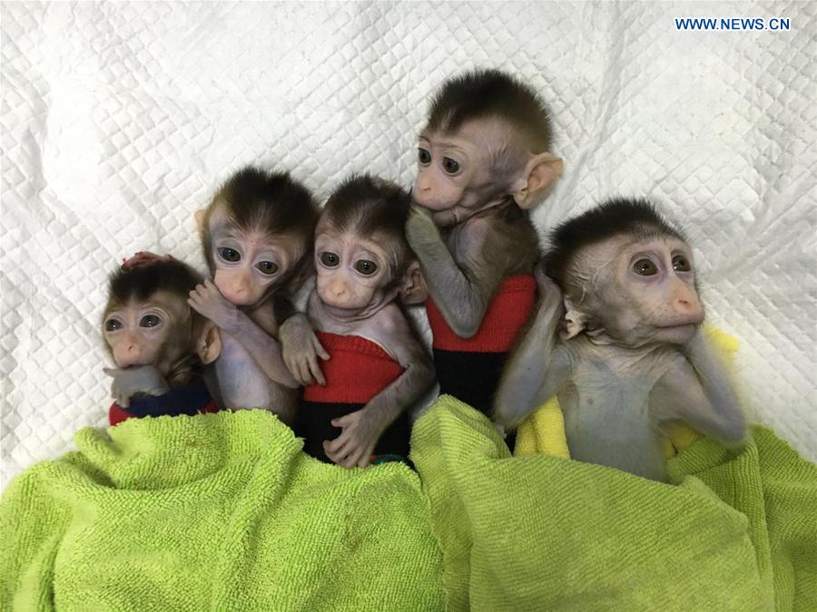 CHINA-SHANGHAI-GENE-EDITED MONKEYS (CN)