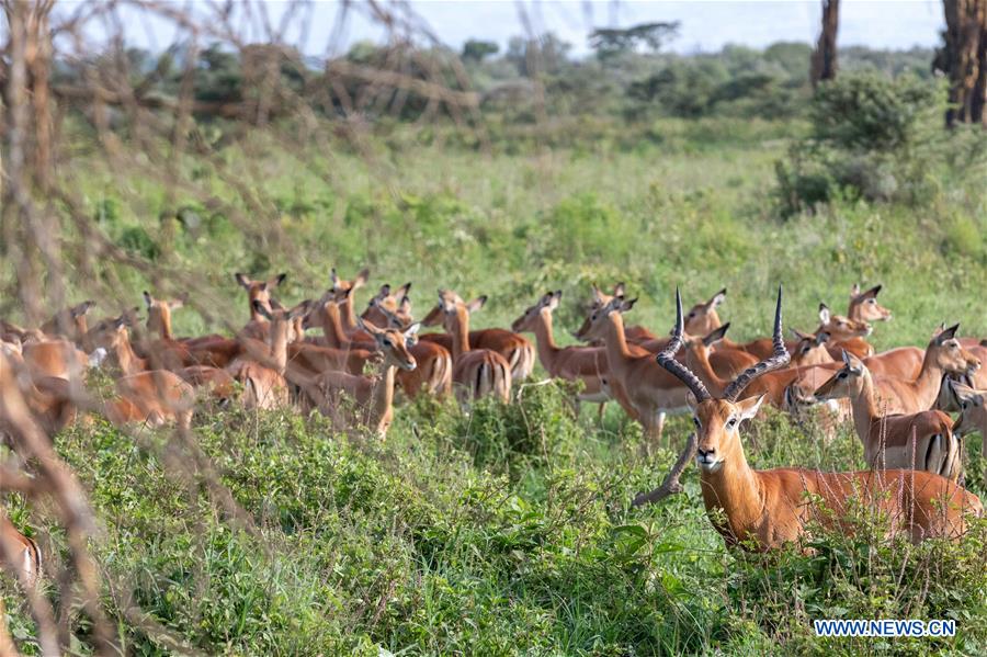 KENYA-LAKE NAKURU NATIONAL PARK-NEW YEAR HOLIDAY