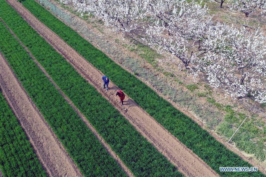 #CHINA-SPRING-SCENERY(CN)