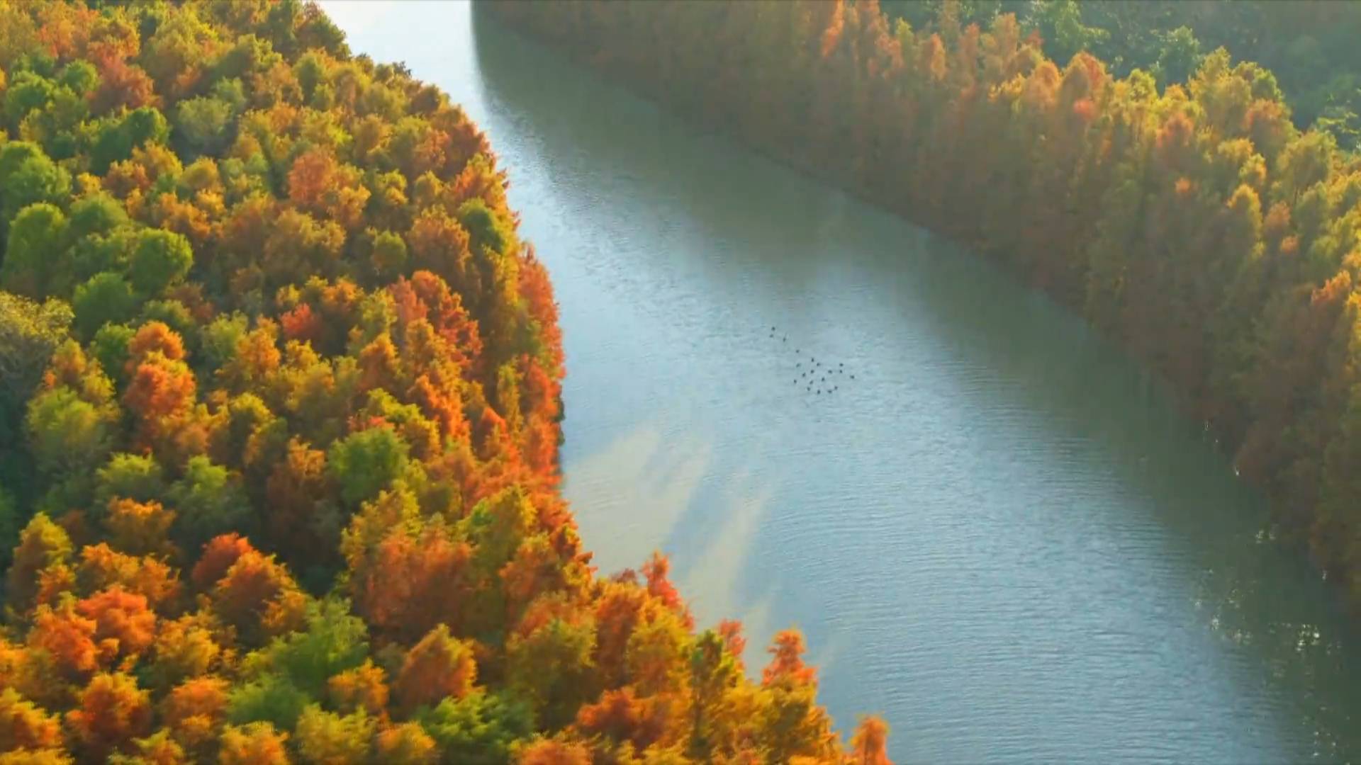 GLOBALink | Beautiful scenery at Gulf Forest Park in Shanghai