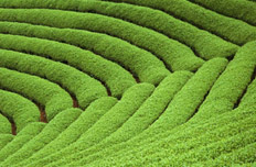 土壤修復將開啟萬億投資規(guī)模