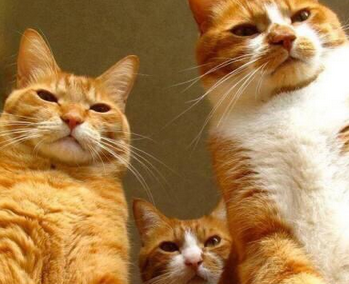 &ldquo;清倉式&rdquo;違規減持傷害了誰