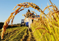 一號(hào)文件連續(xù)十年聚焦三農(nóng)