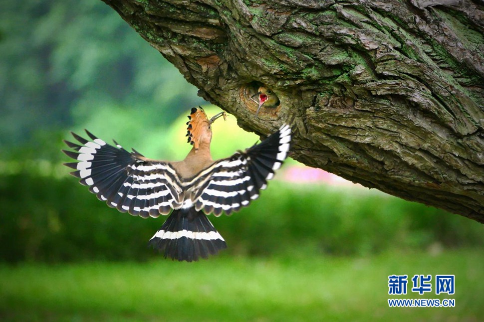 戴勝鳥哺育彰顯母愛的偉大