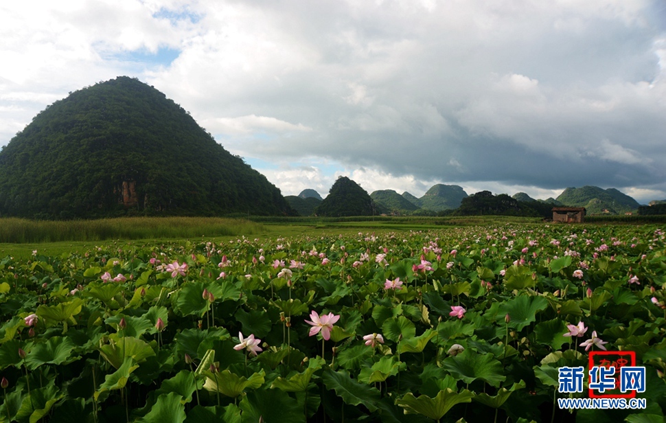 一生一世，萬畝荷花