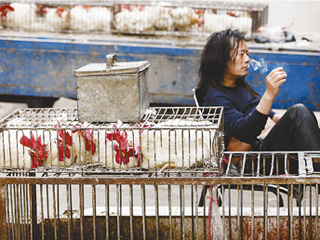 禽流感陰影下的家禽業 價格可能&ldquo;坐彈簧&rdquo;