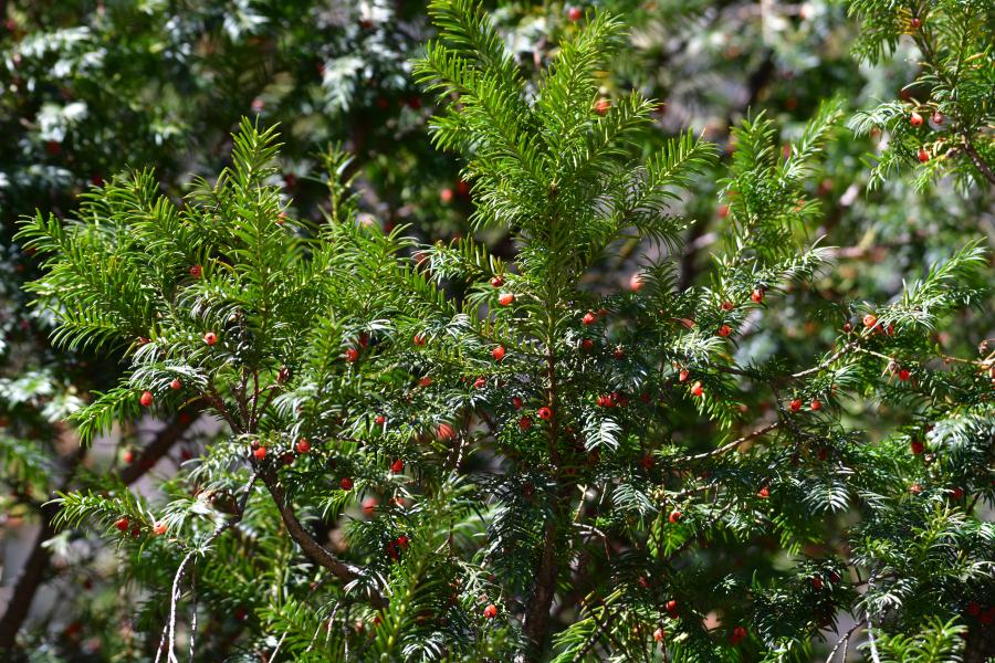 時隔40多年，我國再度發現珍稀瀕危植物密葉紅豆杉種群