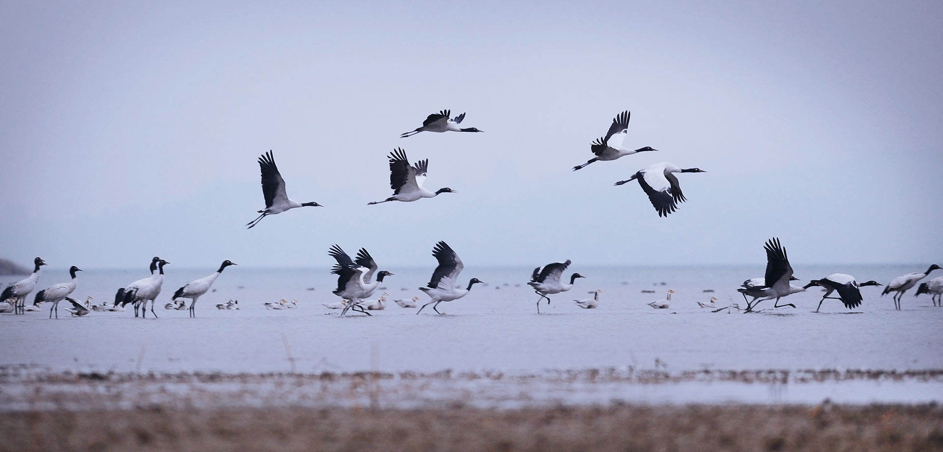 【顯影中國】守鶴