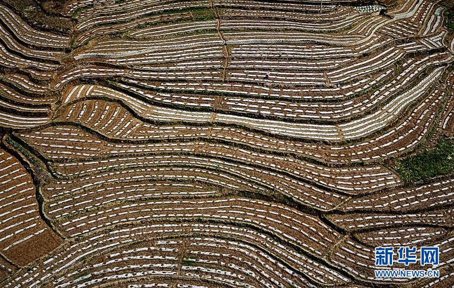 （春季美麗生態）（9）飛閱邊關山田春景