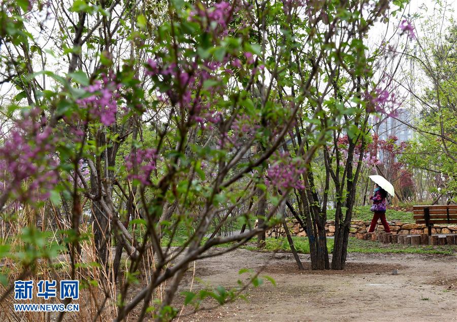 (在習近平新時代中國特色社會主義思想指引下——新時代新氣象新作為·新華全媒頭條·圖文互動)(4)最濃是這中國紅——北京市西城區弘揚紅墻意識深化改革發展紀實