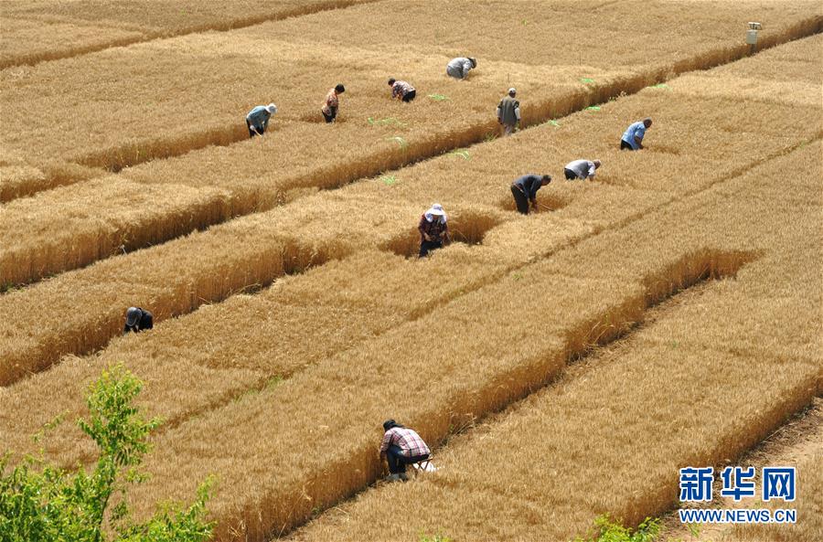 （經濟）（2）把脈&ldquo;渤海糧倉&rdquo;促增產