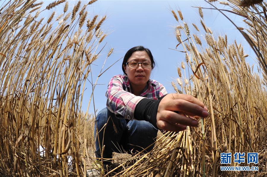 (經(jīng)濟)(4)把脈“渤海糧倉”促增產(chǎn)