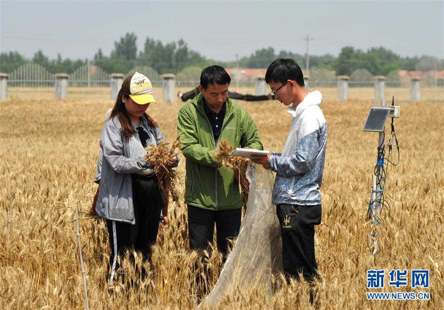 （經濟）（5）把脈&ldquo;渤海糧倉&rdquo;促增產