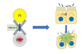 PI3P缺失導(dǎo)致上皮細(xì)胞連接破壞，最終招募中性粒細(xì)胞，發(fā)生急性炎癥