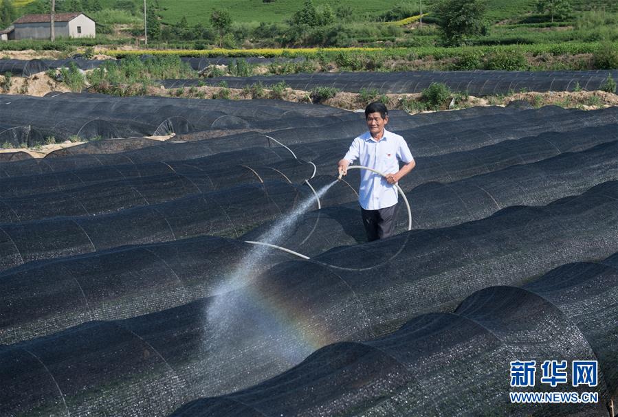 （新華全媒頭條&middot;圖文互動）（6）安吉白茶奔向扶貧一線&mdash;&mdash;浙江黃杜村農(nóng)民黨員先富幫后富向貧困地區(qū)捐贈&ldquo;扶貧苗&rdquo;