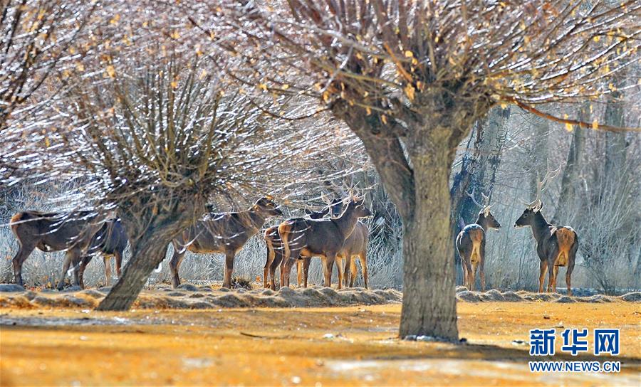 （環(huán)境）（10）白皮書(shū)：青藏高原地區(qū)仍然是地球上最潔凈的地區(qū)之一