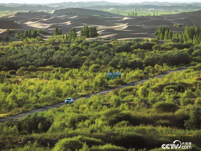 庫布其沙漠第一條穿沙公路邊已形成綠色長廊