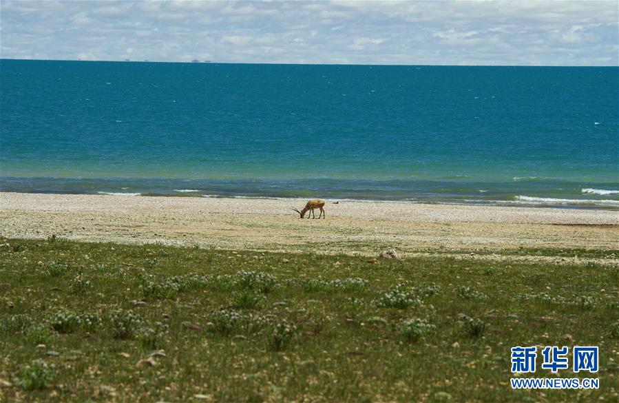 （新華全媒頭條&middot;圖文互動）（6）正在破譯的&ldquo;青藏密碼&rdquo;&mdash;&mdash;第二次青藏高原綜合科考首期成果發布