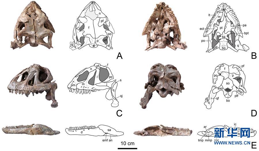 （圖文互動）（3）云南祿豐發現基干蜥腳型類恐龍新屬種&ldquo;孫氏彝州龍&rdquo;