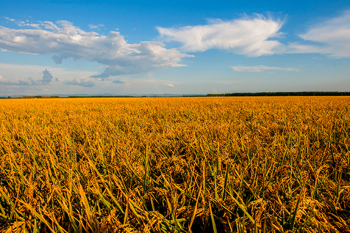 秋收的中國，你想象不到的美！但更美的是&hellip;&hellip;