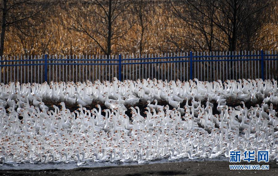 （百城百縣百企調研行&middot;圖文互動）（6）瞧瞧這些村咋富起來的&mdash;&mdash;黑龍江省牡丹江市發展特色精品農業促農增收