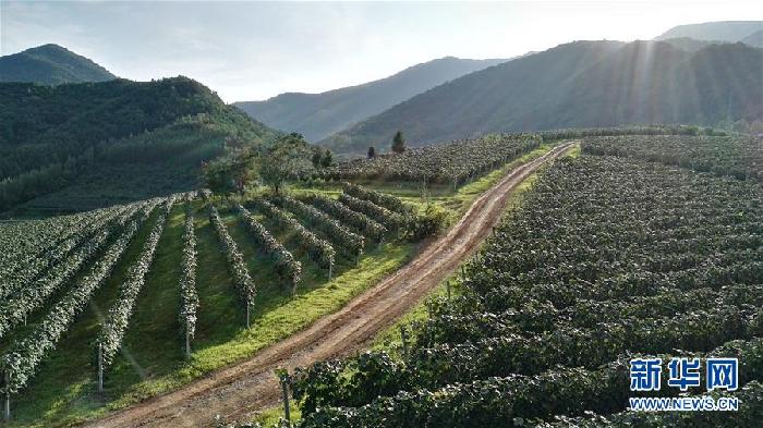 （百城百縣百企調(diào)研行&middot;圖文互動）（7）吉林集安：邊陲&ldquo;綠色明珠&rdquo;為何如此閃亮？