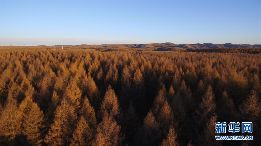 （新華全媒頭條&middot;圖文互動）（6）那一抹綠色，走進越來越多人心里&mdash;&mdash;河北塞罕壩續寫新時代綠色傳奇