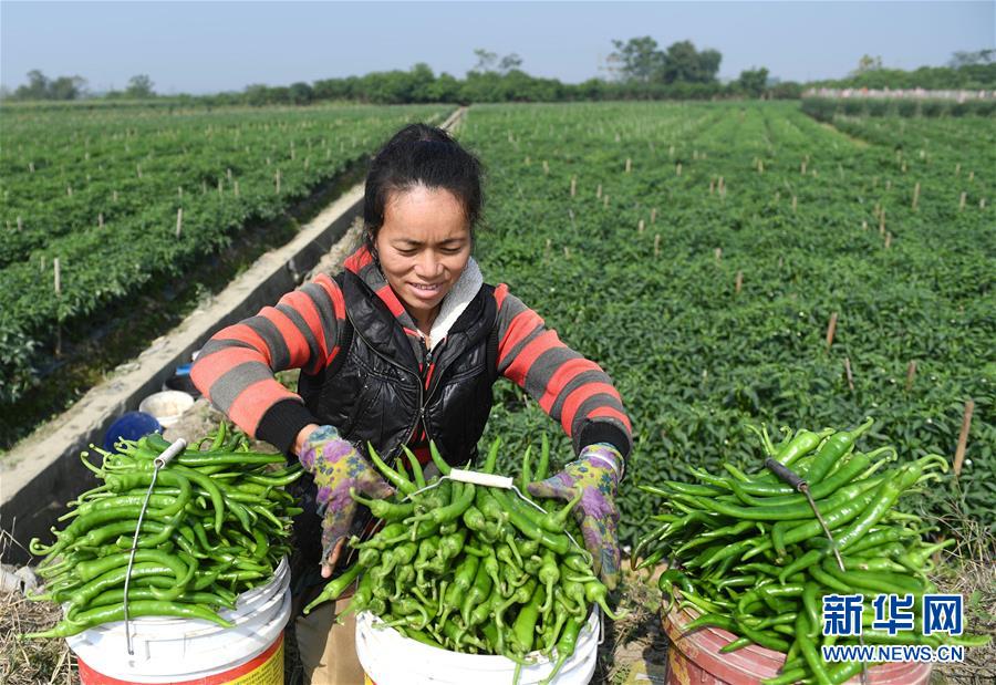（輝煌60年&middot;壯美新廣西&middot;圖文互動）（2）攜手描繪八桂大地上的美麗畫卷&mdash;&mdash;寫在廣西壯族自治區(qū)成立60周年之際