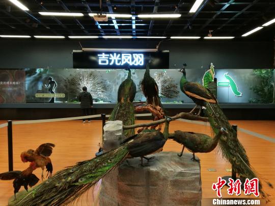 先有雞還是先有蛋？這個科普展覽有點&ldquo;不一般&rdquo;