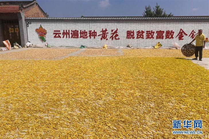 (在習(xí)近平新時(shí)代中國(guó)特色社會(huì)主義思想指引下——新時(shí)代新作為新篇章·鄉(xiāng)村振興戰(zhàn)略·圖文互動(dòng))(2)一株忘憂(yōu)草,萬(wàn)家喜眉梢——山西省大同市云州區(qū)黃花產(chǎn)業(yè)扶貧觀察