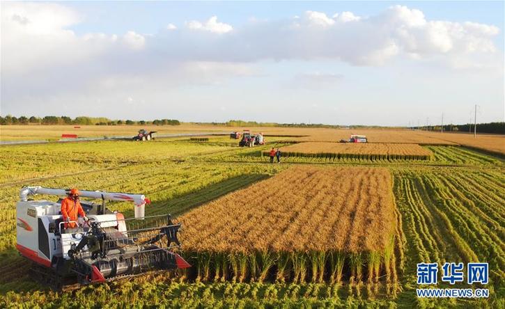 （在習近平新時代中國特色社會主義思想指引下&mdash;&mdash;新時代新作為新篇章&middot;鄉村振興戰略&middot;圖文互動）（2）&ldquo;十五連豐&rdquo;譜新篇&mdash;&mdash;端牢&ldquo;中國飯碗&rdquo;的龍江實踐