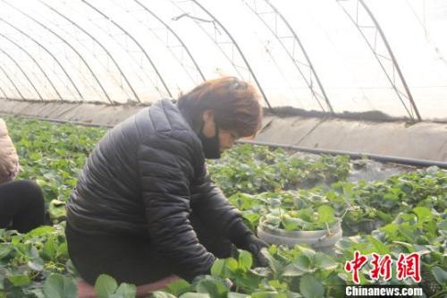 正值隆冬時(shí)節(jié)，山西省長治市長子縣天寒地凍，最低氣溫已有零下十幾度，當(dāng)?shù)氐氖卟舜笈飪?nèi)卻&ldquo;春意盎然&rdquo;、生機(jī)勃勃?！⊥蹙S寧 攝