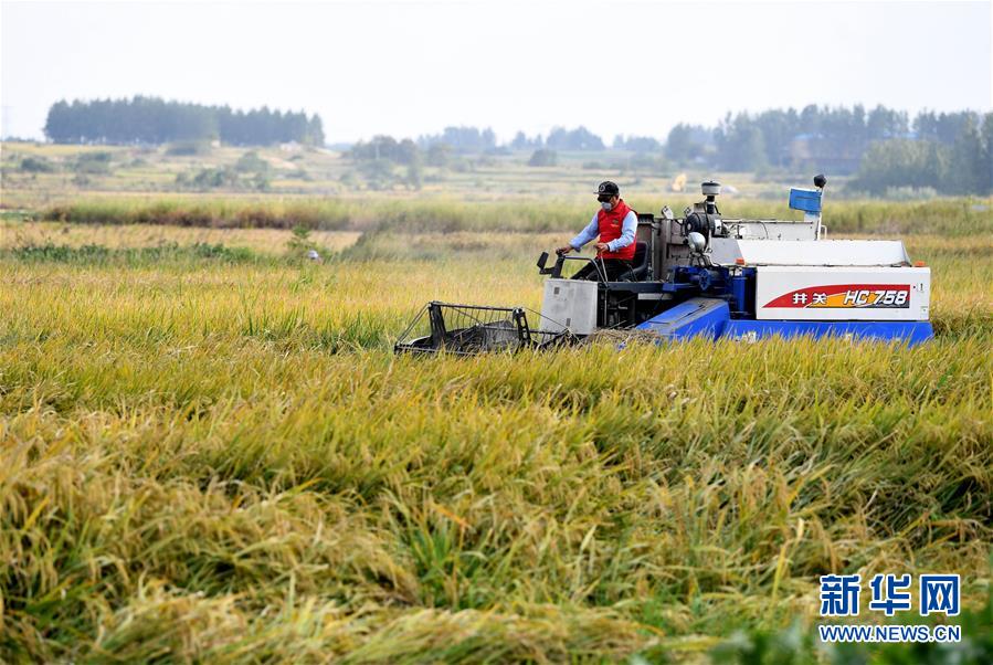 （新華全媒頭條&middot;愛國情 奮斗者&middot;圖文互動）（6）一個村的奮斗，一個時代的巨變&mdash;&mdash;記敢&ldquo;蹚新路&rdquo;的小崗人
