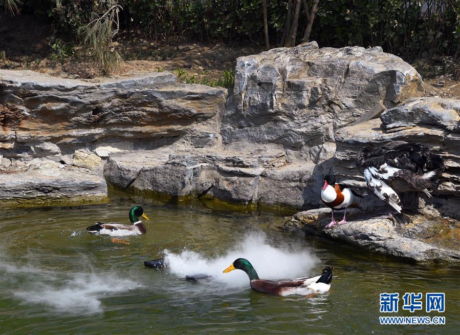 (壯麗70年 奮斗新時代——推動高質量發展調研行·圖文互動)(1)北京“三老”現象透視