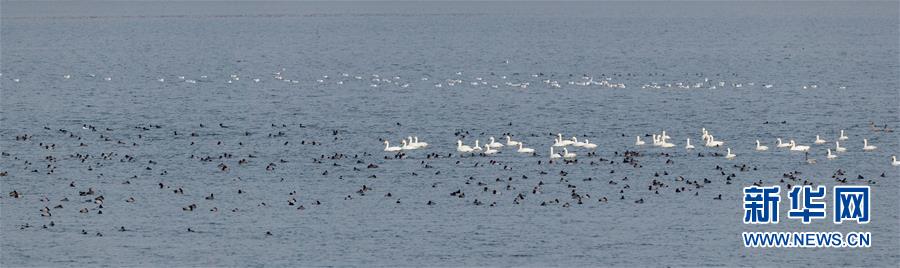(生態文明建設·圖文互動)(1)從亂河灘到“鳥的天堂”——一名攝影師鏡頭里的“生態變奏曲”