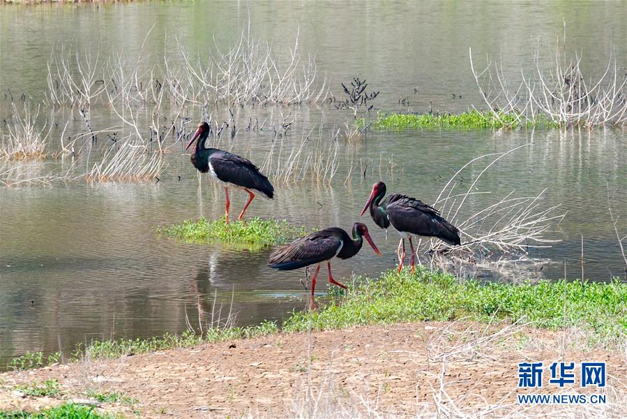 (生態文明建設·圖文互動)(3)從亂河灘到“鳥的天堂”——一名攝影師鏡頭里的“生態變奏曲”