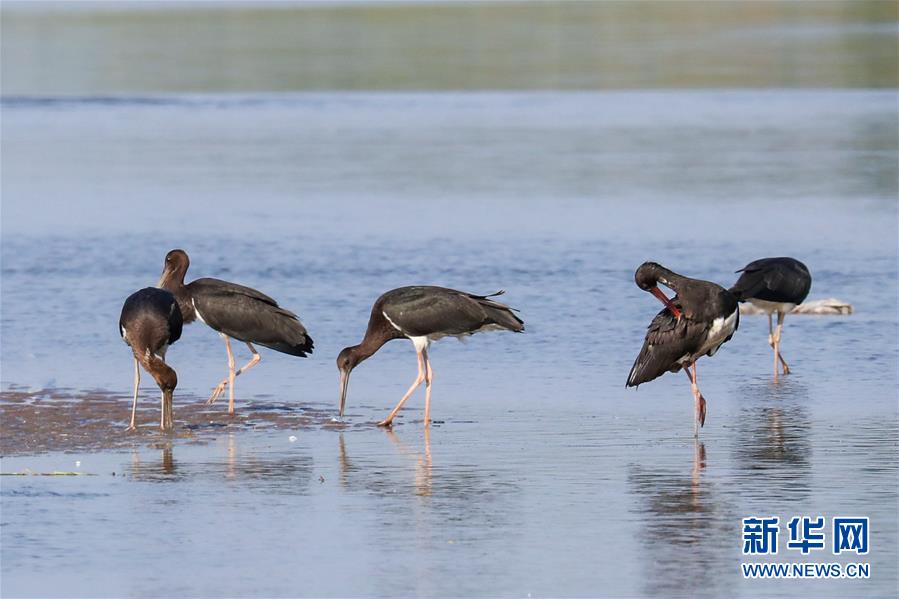 (生態文明建設·圖文互動)(5)從亂河灘到“鳥的天堂”——一名攝影師鏡頭里的“生態變奏曲”