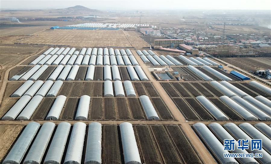 （壯麗70年　奮斗新時代&mdash;&mdash;推動高質(zhì)量發(fā)展調(diào)研行&middot;圖文互動）（1）黑龍江賓縣：&ldquo;北菜南銷&rdquo;演繹結(jié)構(gòu)調(diào)整&ldquo;大文章&rdquo; 