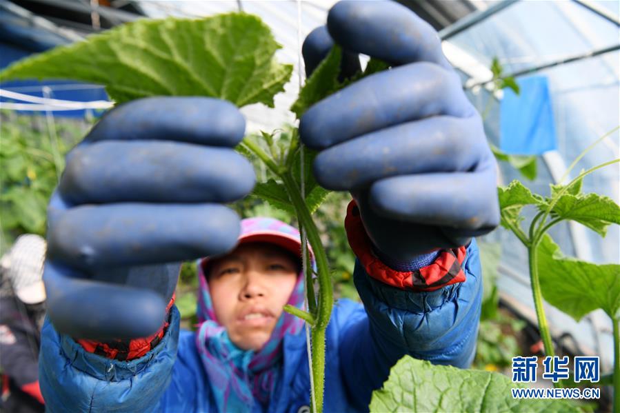 （壯麗70年　奮斗新時代&mdash;&mdash;推動高質(zhì)量發(fā)展調(diào)研行&middot;圖文互動）（6）黑龍江賓縣：&ldquo;北菜南銷&rdquo;演繹結(jié)構(gòu)調(diào)整&ldquo;大文章&rdquo; 