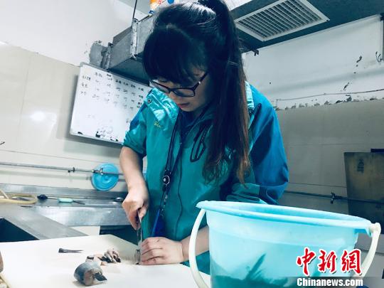 于雅麗在餌料操作間，準備著動物們的食物?！“瑧c龍 攝