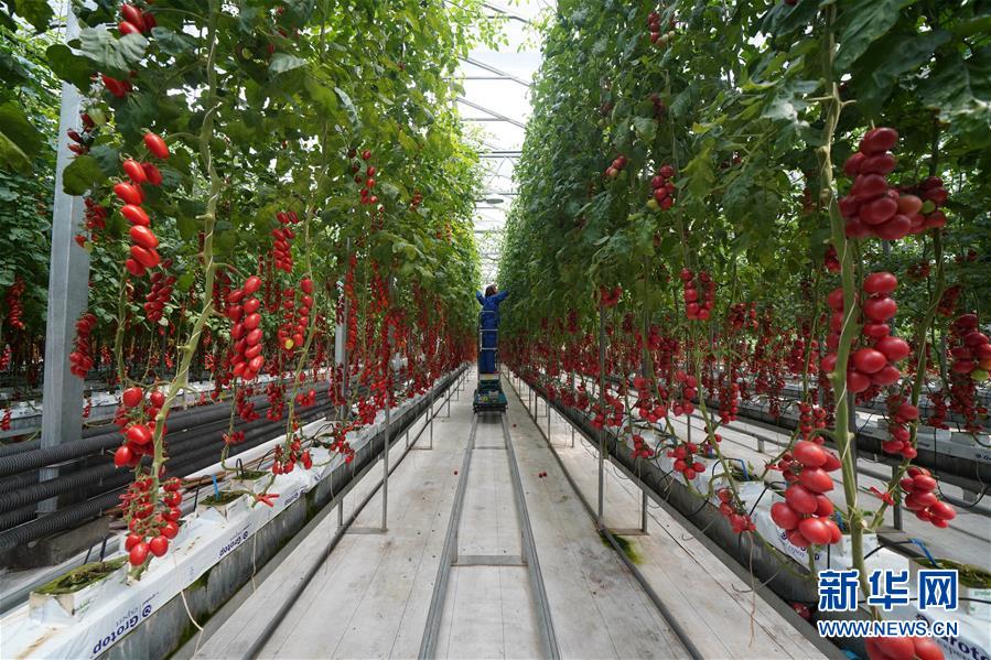 （壯麗70年&middot;奮斗新時代&middot;圖文互動）（12）山東壽光：一棵&ldquo;菜&rdquo;興一座城 