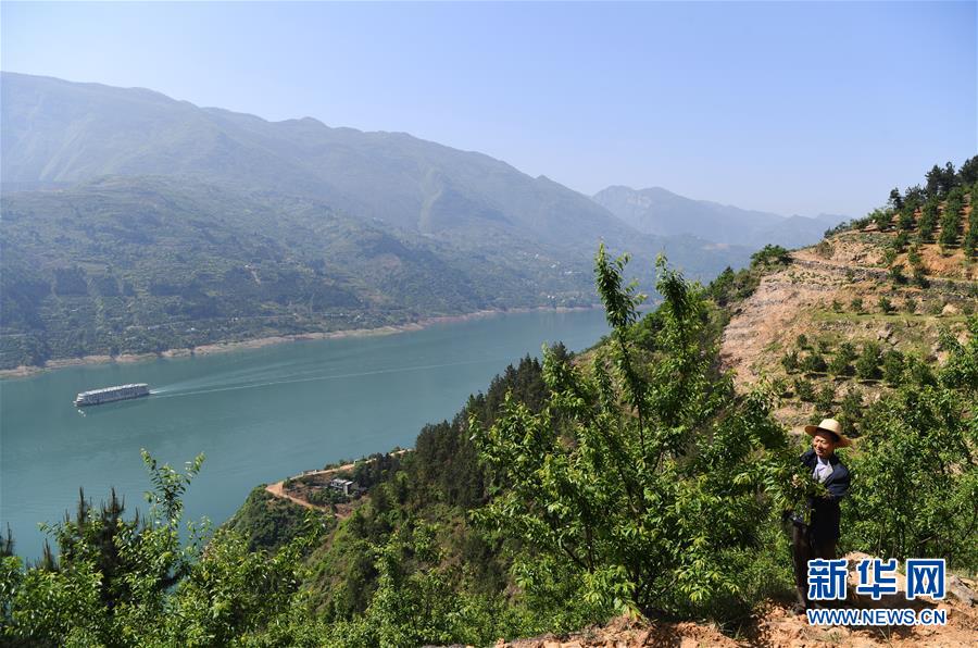 （在習(xí)近平新時(shí)代中國特色社會(huì)主義思想指引下&mdash;&mdash;新時(shí)代新作為新篇章）（12）重慶巫山：&ldquo;生態(tài)寶貝&rdquo;變身&ldquo;搖錢樹&rdquo;