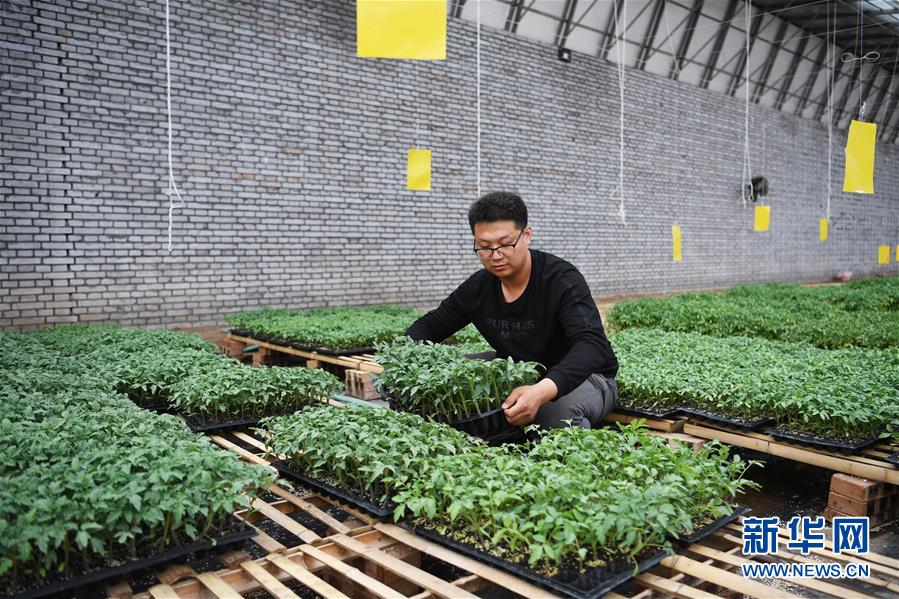 （在習(xí)近平新時(shí)代中國(guó)特色社會(huì)主義思想指引下&mdash;&mdash;新時(shí)代新作為新篇章&middot;圖文互動(dòng)）（8）在綠色田野上書寫青春答卷&mdash;&mdash;幾位&ldquo;新農(nóng)民&rdquo;的返鄉(xiāng)創(chuàng)業(yè)故事