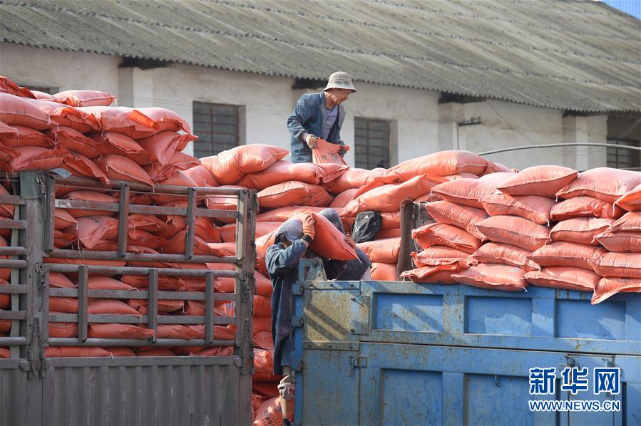 （在習近平新時代中國特色社會主義思想指引下&mdash;&mdash;新時代新作為新篇章&middot;圖文互動）（1）云南省陸良縣：農民給供銷社打&ldquo;白條&rdquo; 