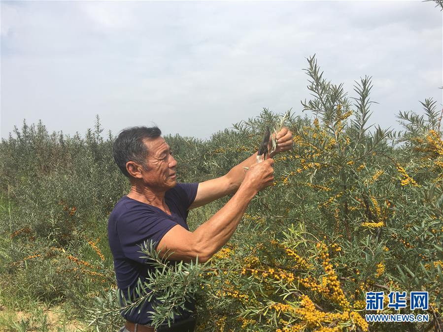 （權威訪談&middot;聚焦中國經濟亮點&middot;圖文互動）（4）防治土地荒漠化 推動綠色發展&mdash;&mdash;專訪國家林業和草原局副局長劉東生