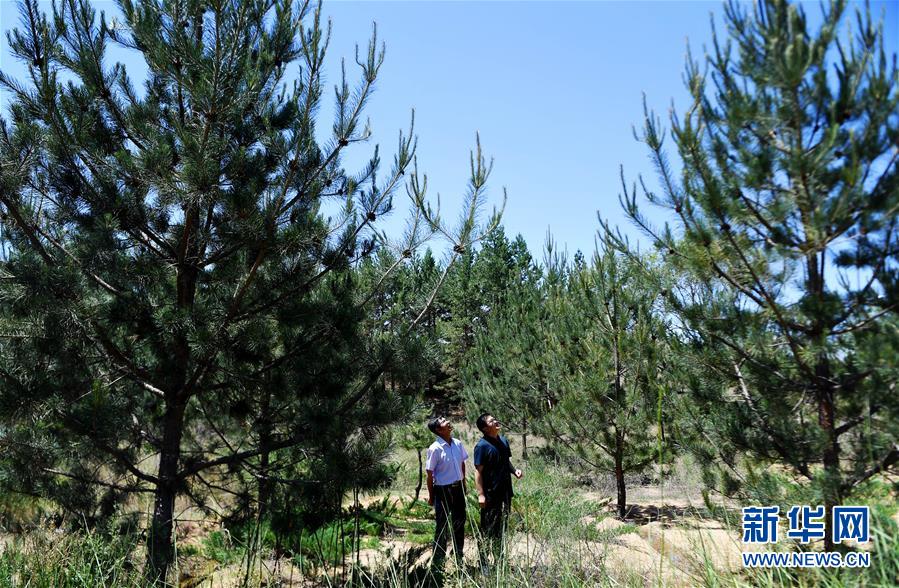 （壯麗70年&middot;奮斗新時代&middot;圖文互動）（7）毛烏素治理：眾志縛流沙 塞外展新顏