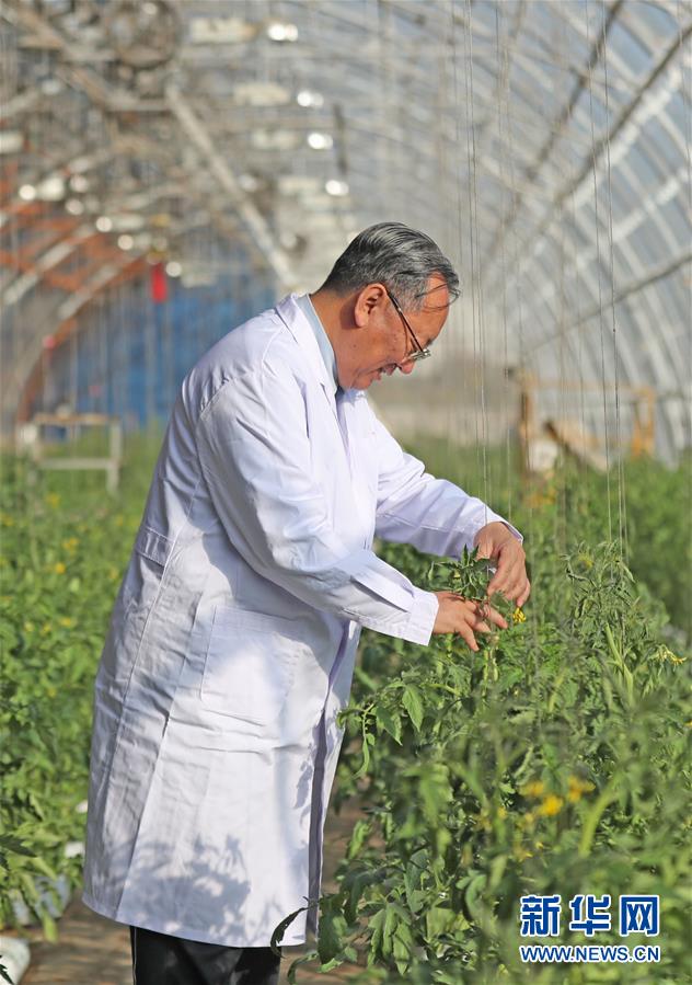 (新華全媒頭條·圖文互動)(3)和蔬菜“說話”的人——中國工程院院士李天來的“棚菜人生”