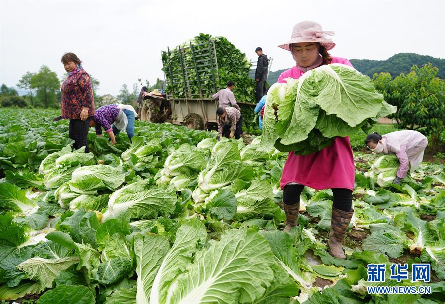(走基層 聽民聲·圖文互動)(1)陜西:太白山下種蔬菜 質(zhì)優(yōu)價高不愁賣