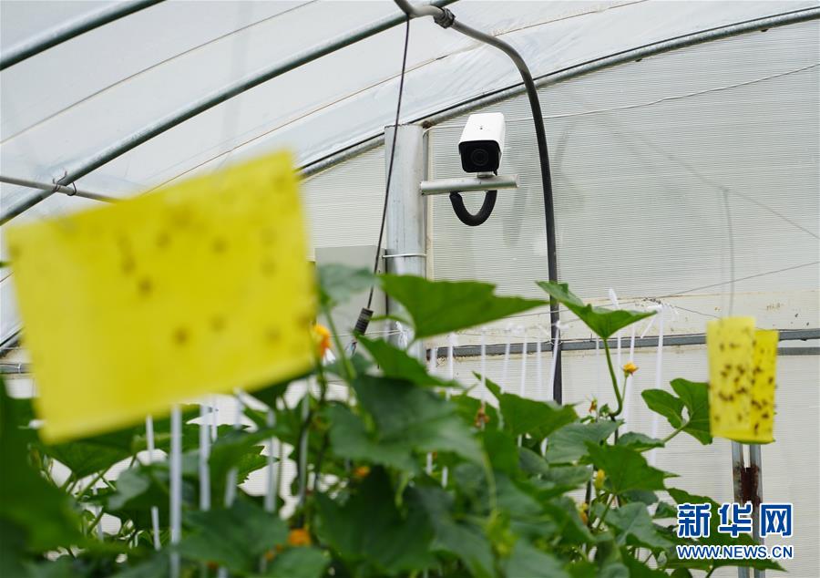 (走基層 聽民聲·圖文互動)(2)陜西:太白山下種蔬菜 質(zhì)優(yōu)價高不愁賣